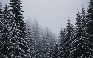 Preview wallpaper spruce, trees, snow, blizzard, winter