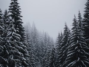 Preview wallpaper spruce, trees, snow, blizzard, winter