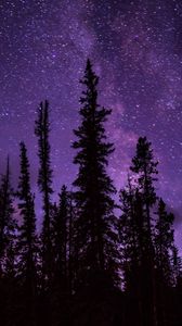 Preview wallpaper spruce, trees, starry sky, stars