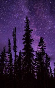 Preview wallpaper spruce, trees, starry sky, stars