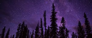 Preview wallpaper spruce, trees, starry sky, stars