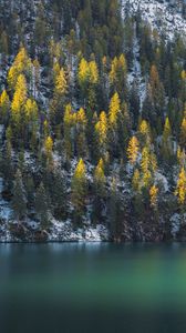 Preview wallpaper spruce, trees, water, lake, snowy