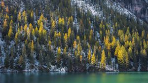 Preview wallpaper spruce, trees, water, lake, snowy