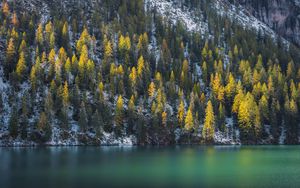 Preview wallpaper spruce, trees, water, lake, snowy