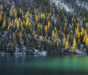 Preview wallpaper spruce, trees, water, lake, snowy