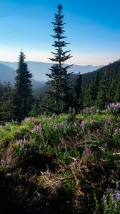 Preview wallpaper spruce, trees, wildflowers, mountains, distance