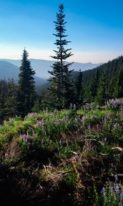 Preview wallpaper spruce, trees, wildflowers, mountains, distance