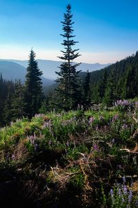 Preview wallpaper spruce, trees, wildflowers, mountains, distance