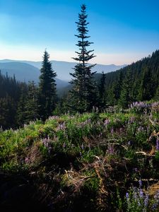 Preview wallpaper spruce, trees, wildflowers, mountains, distance