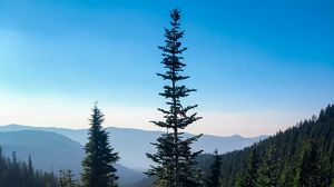 Preview wallpaper spruce, trees, wildflowers, mountains, distance