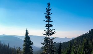 Preview wallpaper spruce, trees, wildflowers, mountains, distance