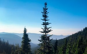 Preview wallpaper spruce, trees, wildflowers, mountains, distance