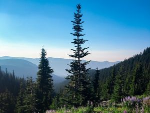 Preview wallpaper spruce, trees, wildflowers, mountains, distance