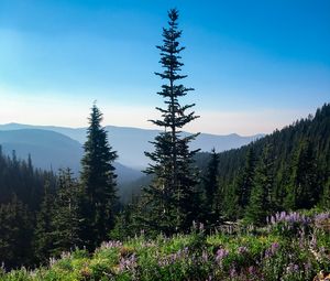 Preview wallpaper spruce, trees, wildflowers, mountains, distance