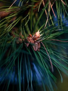 Preview wallpaper spruce, twig, needles, green, resin