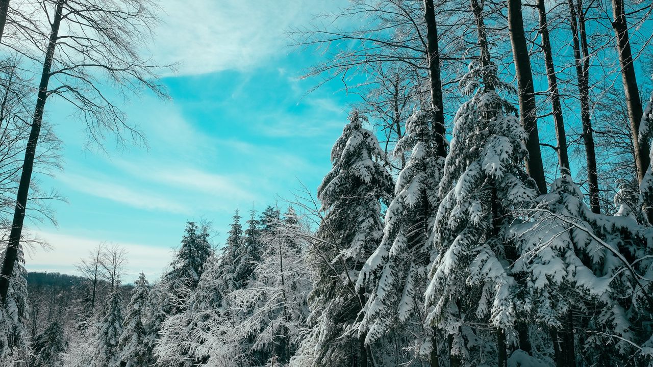 Wallpaper spruce, winter, forest, sky