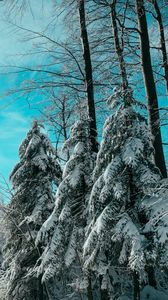 Preview wallpaper spruce, winter, forest, sky