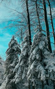 Preview wallpaper spruce, winter, forest, sky