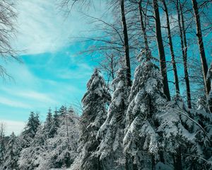Preview wallpaper spruce, winter, forest, sky
