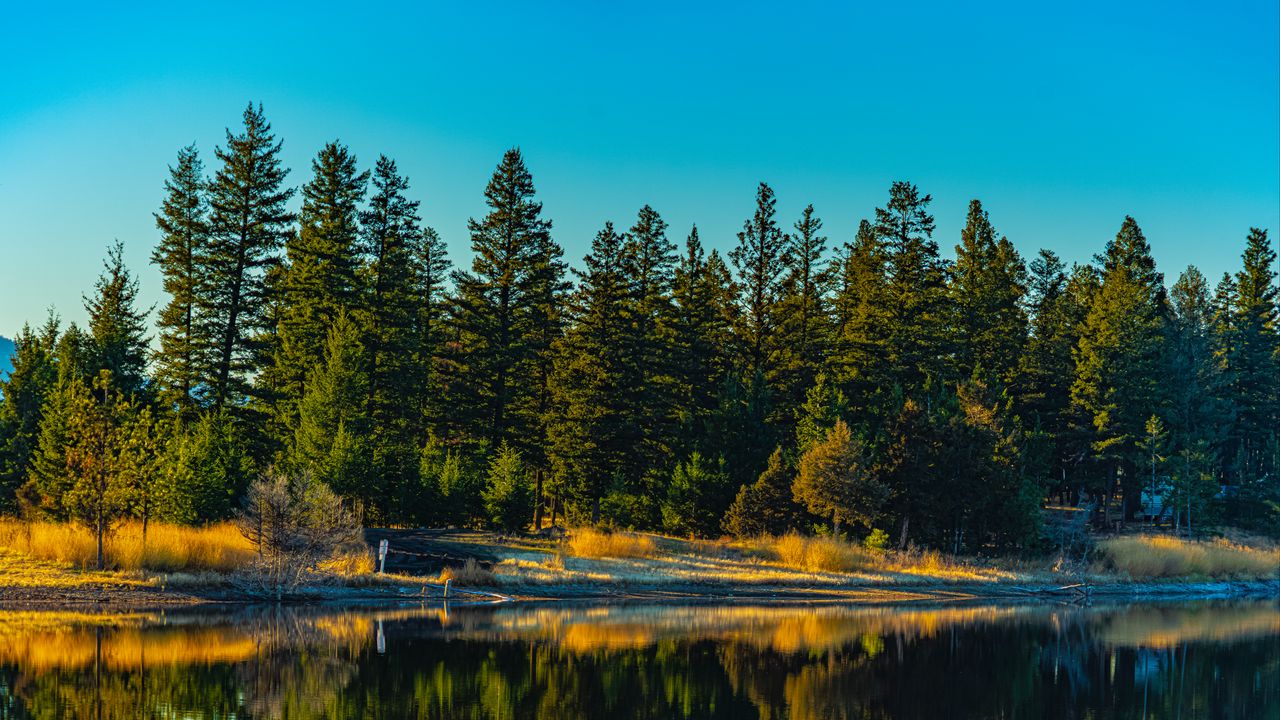 Wallpaper spruces, forest, lake, reflection, nature