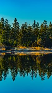 Preview wallpaper spruces, forest, lake, reflection, nature