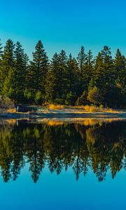 Preview wallpaper spruces, forest, lake, reflection, nature