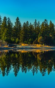 Preview wallpaper spruces, forest, lake, reflection, nature