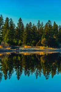 Preview wallpaper spruces, forest, lake, reflection, nature