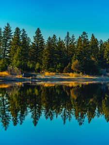 Preview wallpaper spruces, forest, lake, reflection, nature