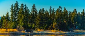 Preview wallpaper spruces, forest, lake, reflection, nature