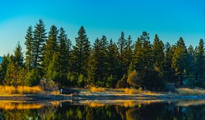 Preview wallpaper spruces, forest, lake, reflection, nature