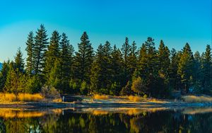 Preview wallpaper spruces, forest, lake, reflection, nature