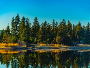 Preview wallpaper spruces, forest, lake, reflection, nature