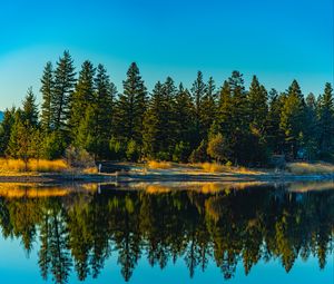 Preview wallpaper spruces, forest, lake, reflection, nature