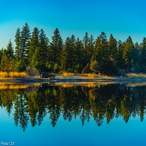 Preview wallpaper spruces, forest, lake, reflection, nature