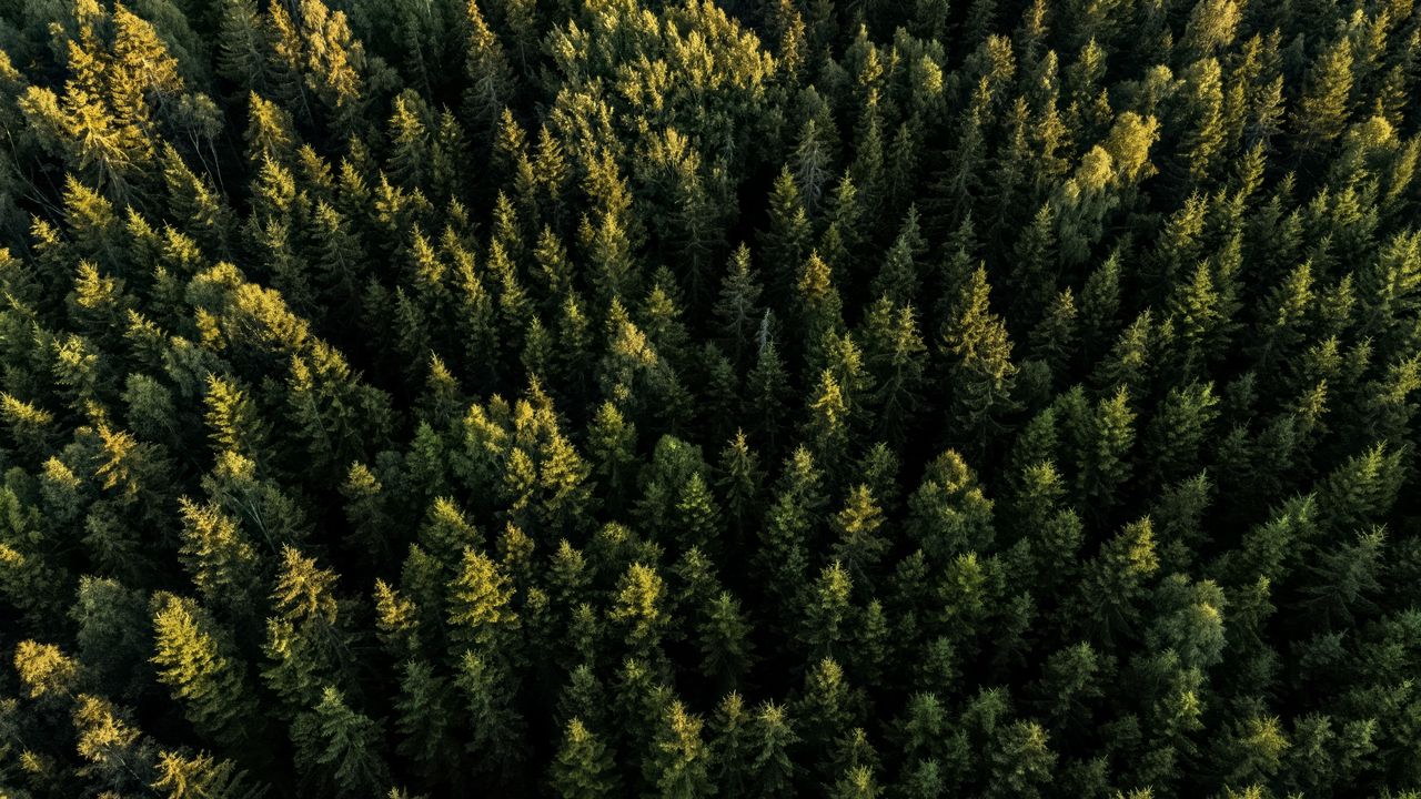 Wallpaper spruces, forest, trees, aerial view