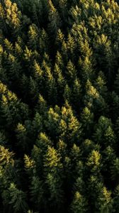 Preview wallpaper spruces, forest, trees, aerial view