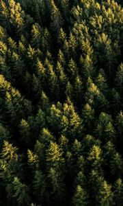 Preview wallpaper spruces, forest, trees, aerial view