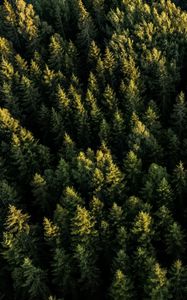 Preview wallpaper spruces, forest, trees, aerial view