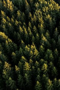 Preview wallpaper spruces, forest, trees, aerial view