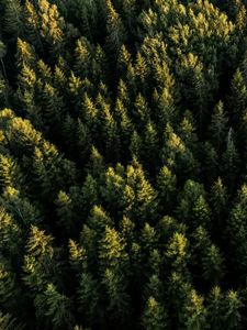 Preview wallpaper spruces, forest, trees, aerial view