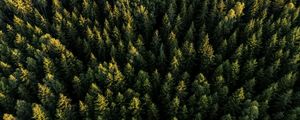 Preview wallpaper spruces, forest, trees, aerial view