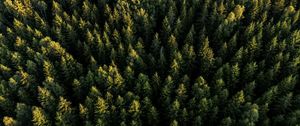 Preview wallpaper spruces, forest, trees, aerial view