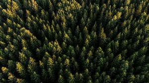 Preview wallpaper spruces, forest, trees, aerial view