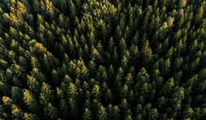 Preview wallpaper spruces, forest, trees, aerial view