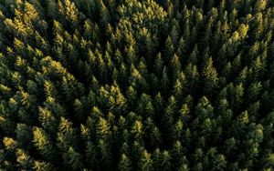 Preview wallpaper spruces, forest, trees, aerial view