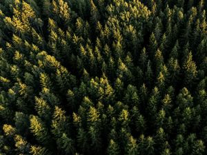 Preview wallpaper spruces, forest, trees, aerial view