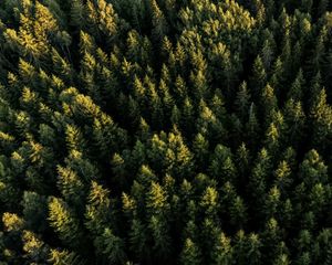 Preview wallpaper spruces, forest, trees, aerial view