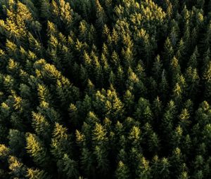 Preview wallpaper spruces, forest, trees, aerial view