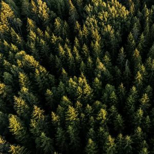 Preview wallpaper spruces, forest, trees, aerial view